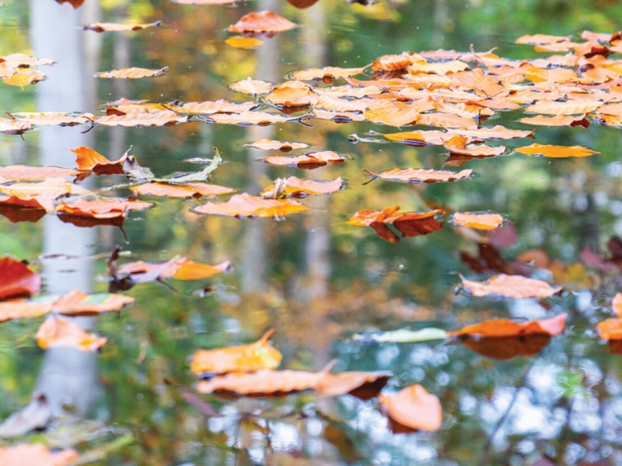 Kompletný sprievodca zazimovaním záhrady
