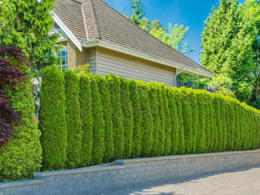 Jak vybrat plot - typy a jejich výhody a nevýhody