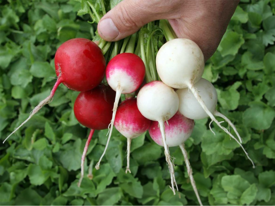Zima? Nevadí! Co pěstovat ve skleníku na podzim?