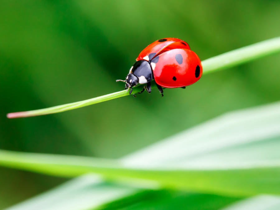 O hmyzím hoteliérství