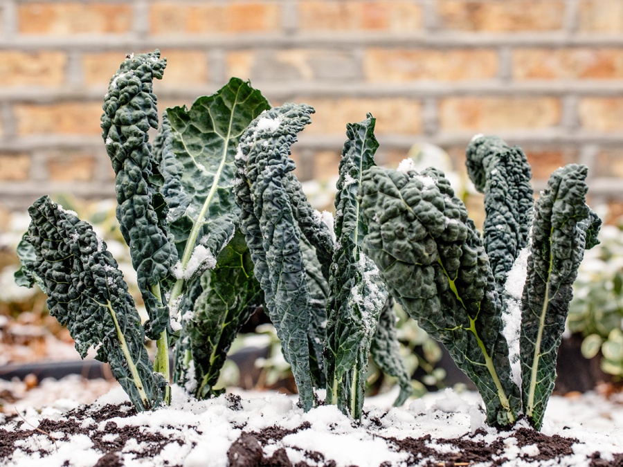 Kompletní průvodce zazimováním zahrady